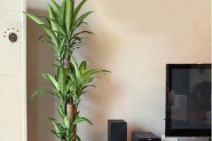 適合室內(nèi)養(yǎng)的植物有哪些？適合懶人養(yǎng)的室內(nèi)大型植物
