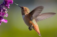 世界上排名前十最小的鳥(niǎo)類，吸蜜蜂鳥(niǎo)獨(dú)占鰲頭