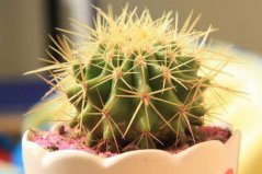 室內(nèi)成活率高的植物排名前十，室內(nèi)容易養(yǎng)活的植物有哪些