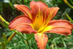 具有食用價值十大植物排名：黃花菜、桂花排前兩名