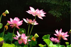 ?？谙募韭糜尉包c(diǎn)排行榜前十名，假日海灘旅游區(qū)位居第二
