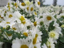 菊花的產(chǎn)地是哪里最好？我國(guó)十大優(yōu)質(zhì)菊花產(chǎn)地