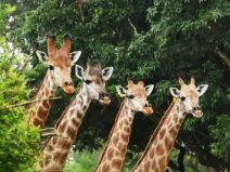 廣州哪個(gè)動(dòng)物園好玩？廣東十大野生動(dòng)物園