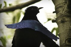 世界十大會跳舞的動物：琴鳥、丹頂鶴雙雙上榜