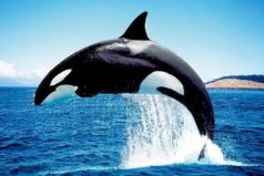 沒有天敵的十大動物排名：稱霸海陸空，天下無敵手