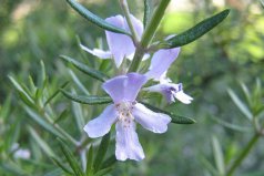 世界十大著名香料植物：迷迭香、薰衣草位列前兩名