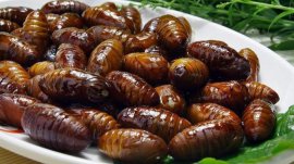 河南農(nóng)村4大怪菜：蟬蛹、菜蟒全上榜，你吃過沒？