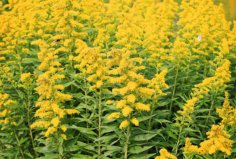 中國(guó)可怕的十大入侵植物，加拿大一枝黃花榮登榜首