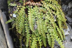 國(guó)家十大草本植物保護(hù)名錄：玉龍蕨、革苞菊雙雙上榜