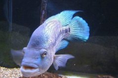最兇猛的十大觀賞魚排名：鱷雀鱔墊底，道氏火口排第一