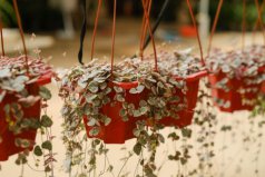 室內(nèi)耐陰的盆栽植物有哪些？超耐陰的8種室內(nèi)植物
