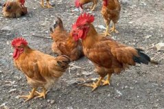 十大攜帶流感病毒動物：雞、豬、鴨、鵝全部上榜
