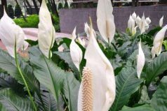 搬新家客廳放什么植物好？喬遷新居客廳放什么花
