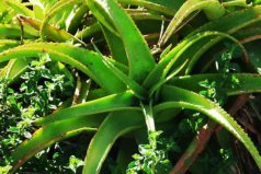 電腦桌上放什么植物好？電腦防輻射的6種植物盆栽