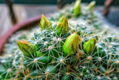 飄窗上適合放什么植物？飄窗上適合放的6種盆栽植物