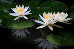 養(yǎng)烏龜放什么植物好？養(yǎng)烏龜適合種的6種植物