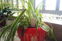 餐廳適合放什么植物？餐廳適合放的6種植物