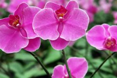什么花卉室內(nèi)好看又好養(yǎng)？十種室內(nèi)最好養(yǎng)的植物盆栽