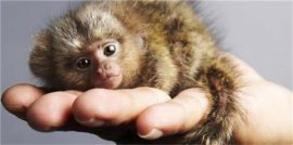 世界上超小的靈長類動物，侏儒狨體長不超過16厘米