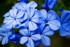 十大最孤獨的花花語：藍(lán)雪花的花語代表憂郁孤獨