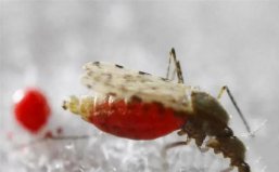 世界上殺人最多的七種動(dòng)物：水母上榜，蚊子排第一