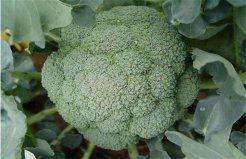世界上最大的青花菜：重達26.7千克，直徑高達30厘米
