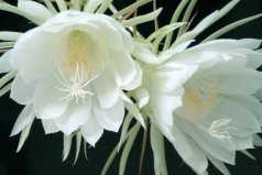 世界十大凄美之花：曇花、彼岸花、荼蘼花霸榜前三甲