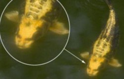 世界上臉最像人類的魚：人面魚是混血鯉魚，長相可愛！