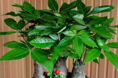 風(fēng)水中最招財(cái)?shù)钠叽笾参铮喊l(fā)財(cái)樹、金錢樹雙雙入榜！