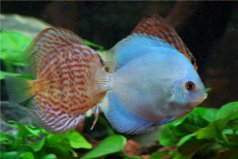 世界最美麗的水生動物：?？⒑Ｐ蔷习?></a></div><p><a href=