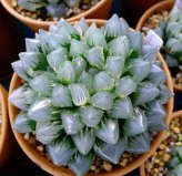 盤點(diǎn)價(jià)格昂貴的10種多肉植物，霓虹燈玉露位列第一