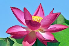 佛臺適合放什么植物？佛臺擺放什么花比較好