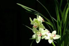 市面上最貴的蘭花什么價(jià)格？素冠荷鼎價(jià)格高達(dá)1500萬
