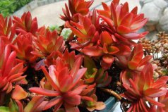 招財多肉植物都有哪些？適合家里養(yǎng)的旺財多肉植物