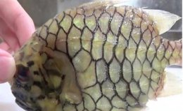 世界上硬度最高的魚，松球魚的魚皮硬度堪比鉆石