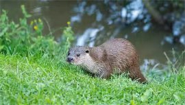 世界上最蠢的動物排行：考拉僅列第二，河貍榮登榜首