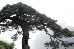 院子里什么樹不可以種？院里不種的五種樹