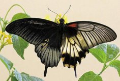 世界上最大的皇蛾蝶：翅展達(dá)226毫米，與手掌大小相當(dāng)