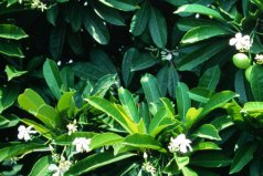 世界上最毒的植物排名前十：海檬樹、蓖麻子位居前列！