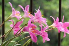 哪些植物能預(yù)報(bào)天氣？盤點(diǎn)可預(yù)報(bào)天氣的十種植物
