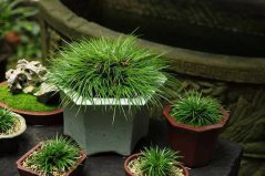 會(huì)議桌適合放什么植物？盤點(diǎn)適合會(huì)議桌擺放的6種花卉