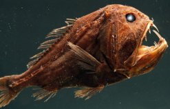 深海處十大可怕的生物盤點：尖牙魚居首，你見過幾種？