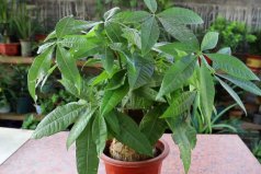 屬龍養(yǎng)什么植物旺財(cái)？屬龍的人最旺的6種植物