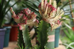 鎮(zhèn)宅辟邪最厲害的六大植物：仙人掌、桃樹雙雙入榜