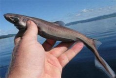 世界上最小的鯊魚品種，硬背侏儒鯊體長僅30厘米