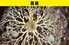 盤點(diǎn)海洋世界里的5大奇幻動物：藍(lán)星、海葵均上榜