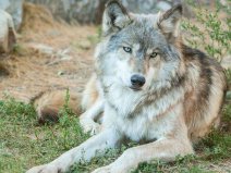現(xiàn)存最大的犬科動(dòng)物：灰狼最重96.2公斤，身長2.5米