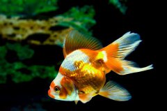 十大適合家養(yǎng)的觀賞淡水魚：虎皮魚上榜，金魚排第一