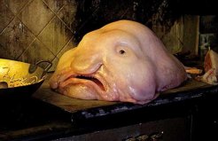 世界上最嚇人的十大魚類，水滴魚丑到讓人詫異