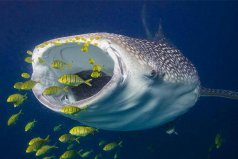 現(xiàn)存體型最大的軟骨魚(yú)，鯨鯊體長(zhǎng)可達(dá)12米重達(dá)21噸